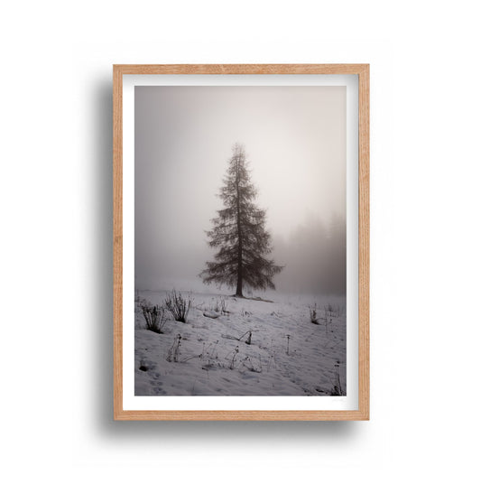 Jared Moxey - Fogtree Tree New Zealand