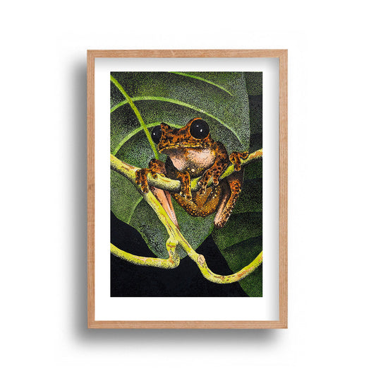 Ally Fetscher-Smith - Frog in Tree