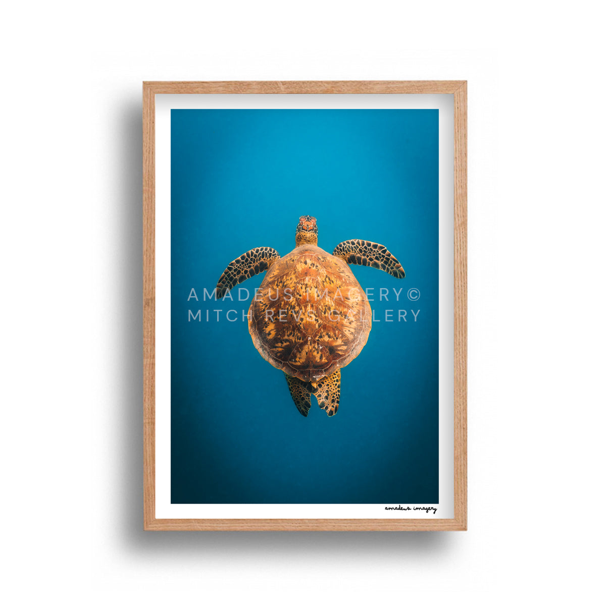 Amadeus Imagery - Glide