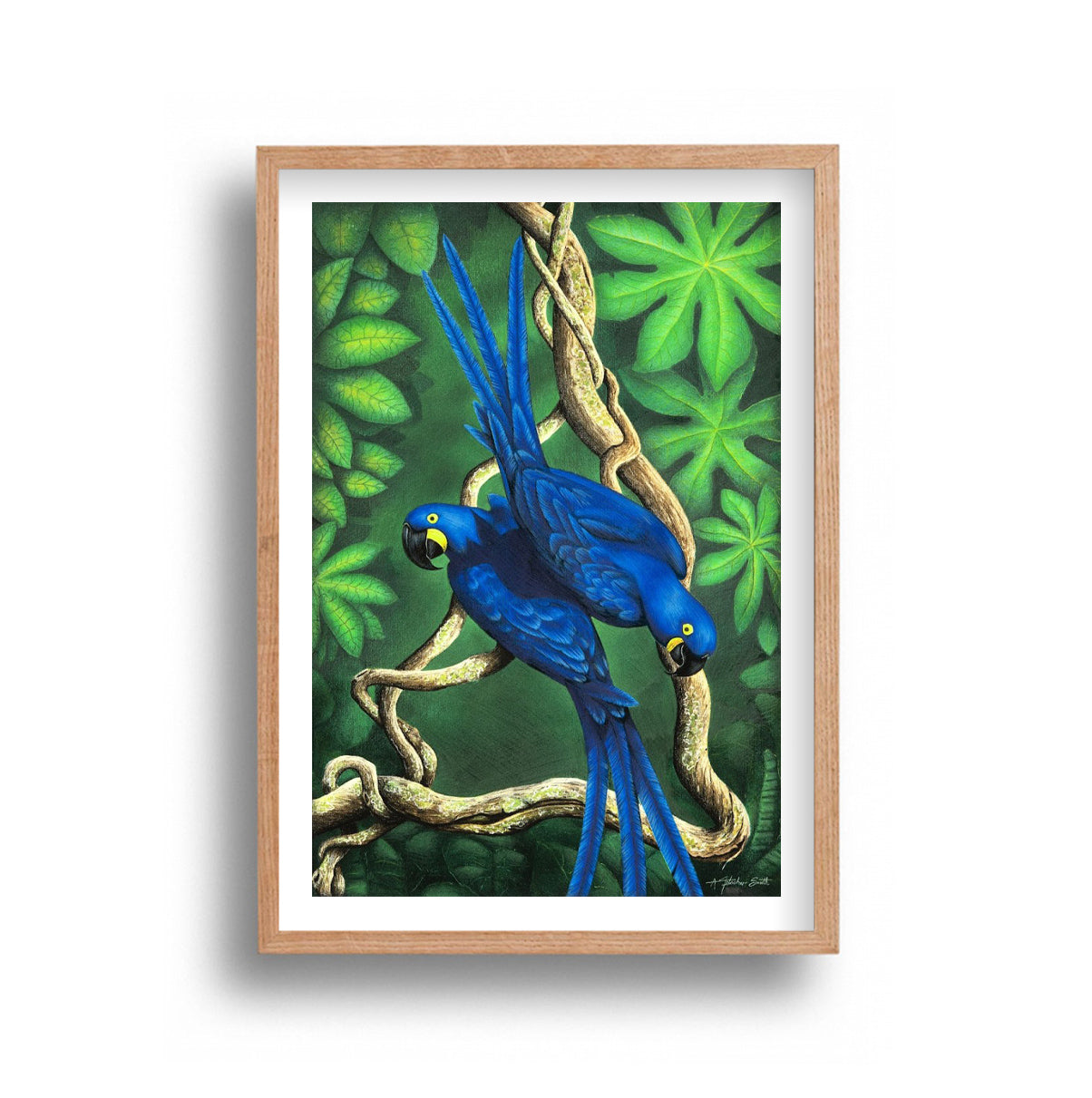 Ally Fetscher-Smith - Blue Parrots