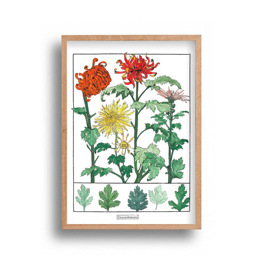 Liz Sherrif - Chrysanthemums