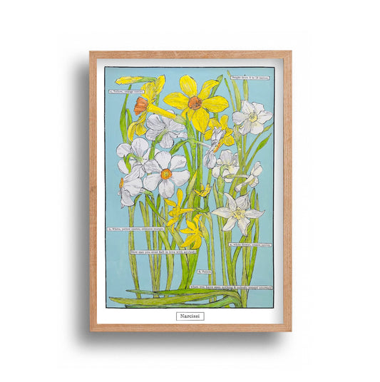 Liz Sherrif - Narcissi