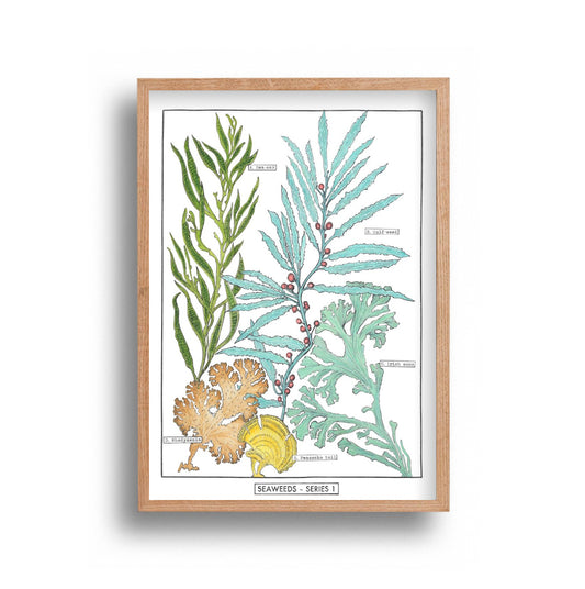 Liz Sherrif - Seaweed Series 1