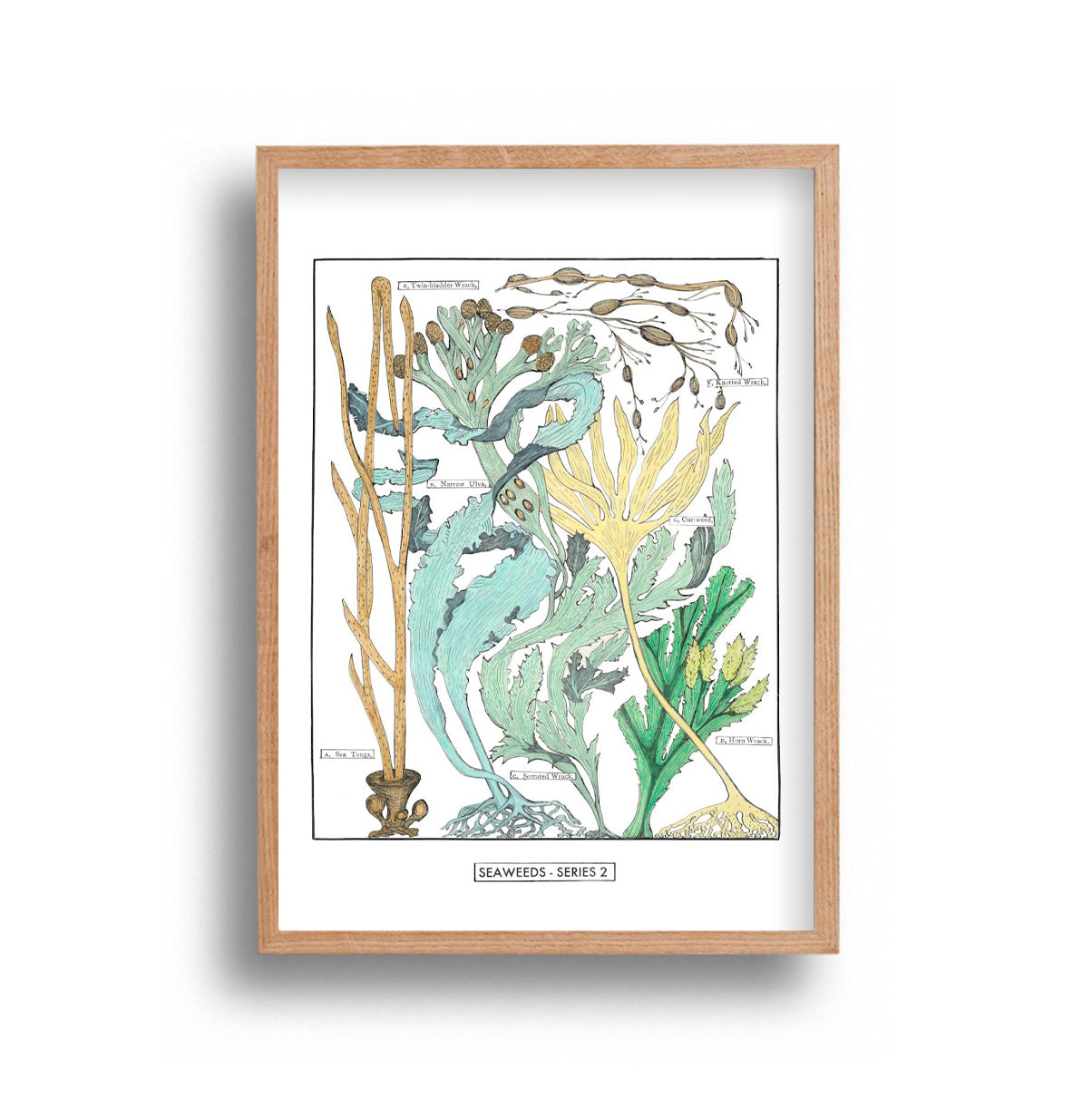 Liz Sherrif - Seaweed Series 2