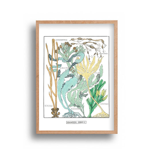 Liz Sherrif - Seaweed Series 2