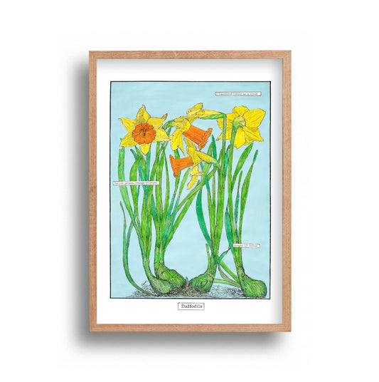 Liz Sherrif - Daffodils