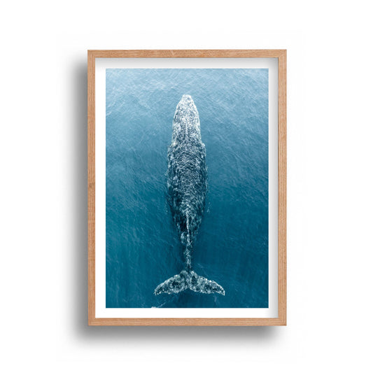 Mick Fortier Photography - Magnificent Whale