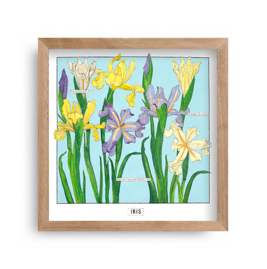 Liz Sherrif - Iris