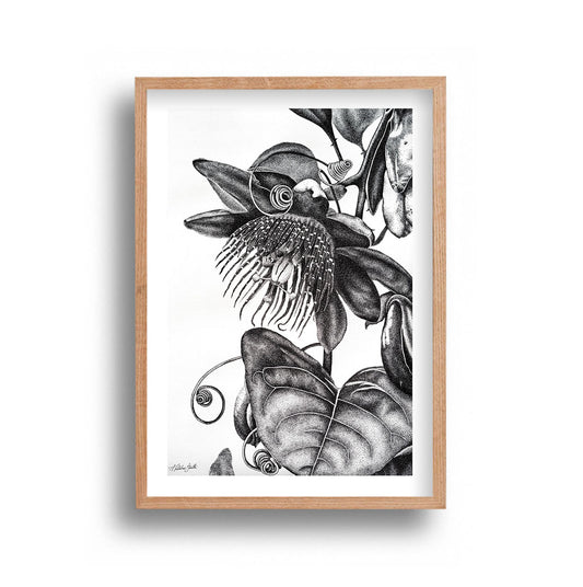 Ally Fetscher-Smith - Passion Fruit Flower